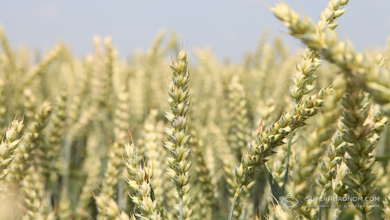 Пшениця на полях Хмельницької області